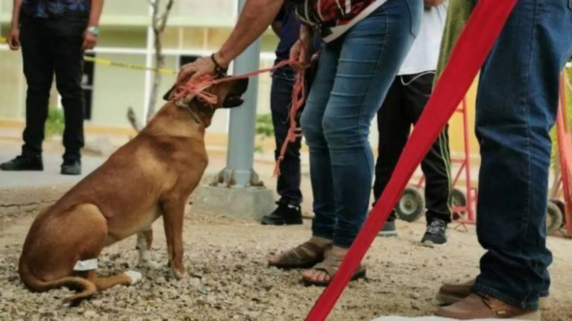 Jornada de esterilización